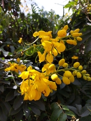 Senna viarum