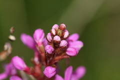 Stylidium armeria
