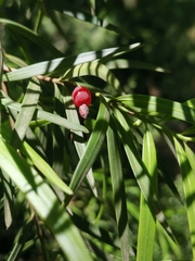 Podocarpus salignus