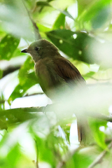 Schiffornis virescens