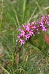 Stylidium armeria