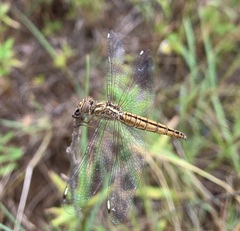 Brachythemis lacustris