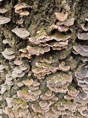 Trametes versicolor