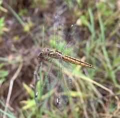 Brachythemis lacustris