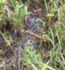 Brachythemis lacustris