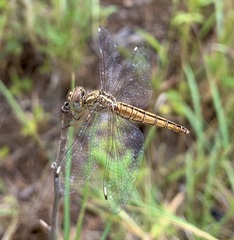 Brachythemis lacustris