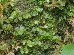 Plagiomnium rostratum