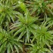 Wavy Starburst Moss - Photo (c) Vitaly Charny, some rights reserved (CC BY-NC), uploaded by Vitaly Charny