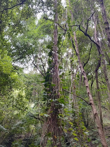 Hedera canariensis