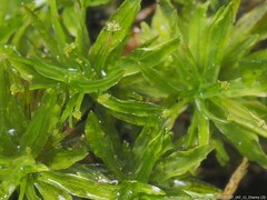 Syrrhopodon texanus