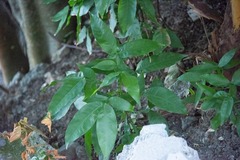 Melicoccus bijugatus