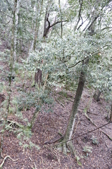 Olea capensis macrocarpa