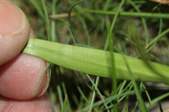 Stylidium armeria
