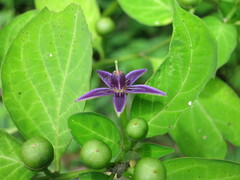 Solanaceae