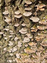 Trametes versicolor