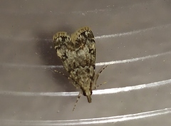 Eudonia lacustrata
