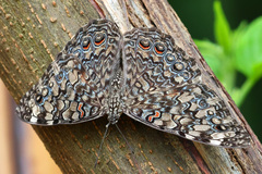 Hamadryas feronia