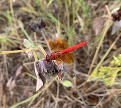 Brachythemis lacustris
