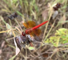 Brachythemis lacustris