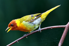 Hemithraupis ruficapilla