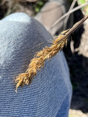 Sorghastrum
