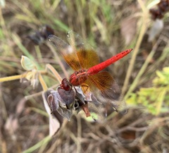 Brachythemis lacustris