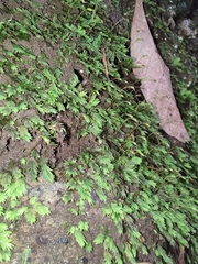 Fissidens