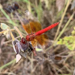 Brachythemis lacustris