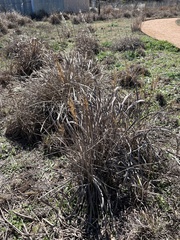 Sorghastrum