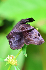 Helias phalaenoides