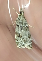 Scoparia basistrigalis