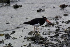 Haematopus leucopodus