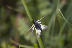 Libelloides coccajus