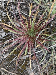 Hechtia glomerata