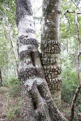Olea capensis macrocarpa
