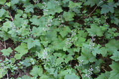 Tiarella trifoliata