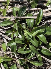 Penstemon cobaea