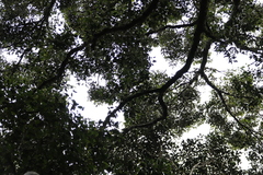 Olea capensis macrocarpa