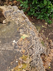 Trametes versicolor