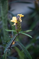Barleria lupulina