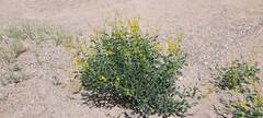 Crotalaria eremaea