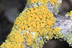 Xanthorioideae