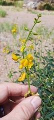 Crotalaria eremaea