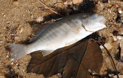 Leiostomus xanthurus