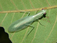 Negromantis
