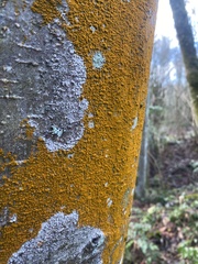 Chrysothrix candelaris