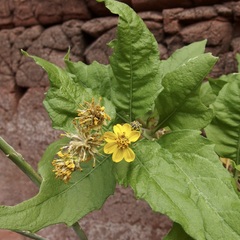 Verbesina oligocephala
