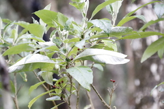 Solanum giganteum