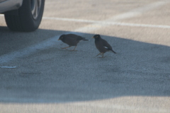 Acridotheres tristis