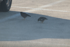 Acridotheres tristis